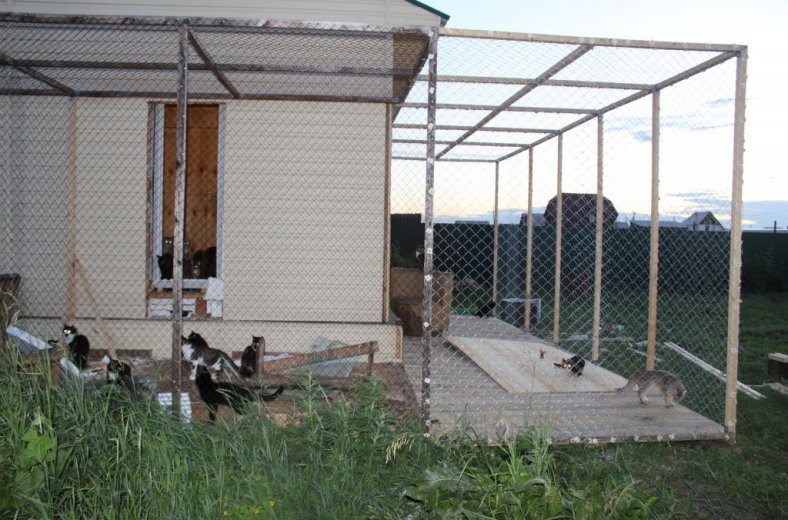 Выгул для котов в приюте под Иркутском помогли построить добровольцы