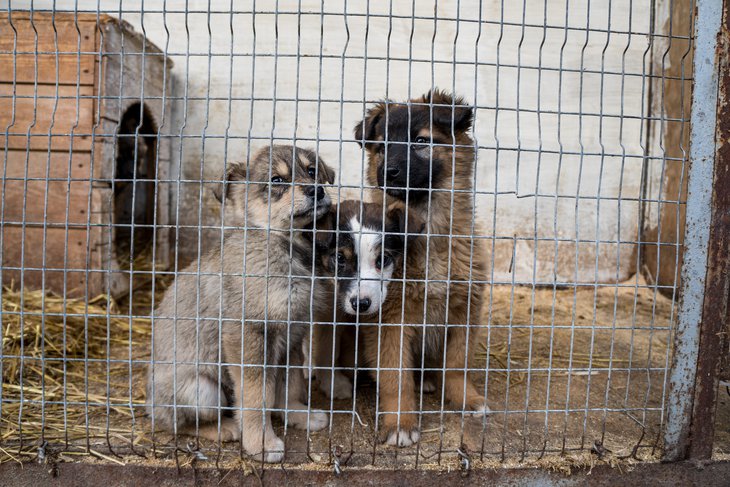 30 апреля в Иркутске пройдет третий форум зоозащитников «БайкалZOO-2021» и сбор помощи для животных