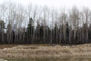 Семь жителей Иркутской области возместят 670 тысяч рублей ущерба за вырубку леса