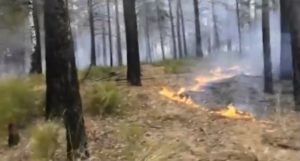 Усольчанин поджог лес в отместку водителям, которые не хотели его подвезти
