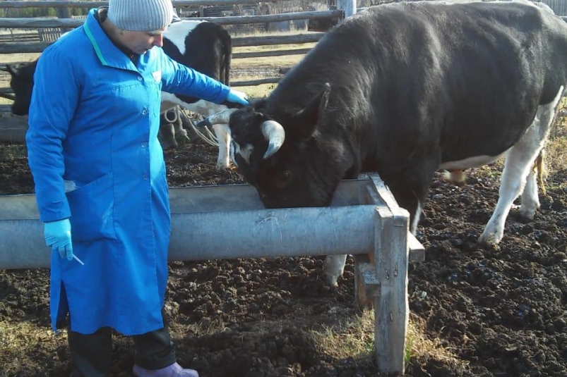 Около 400 тысяч голов скота провакцинируют от сибирской язвы в Иркутской области