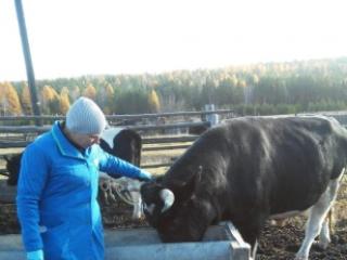 Около 400 тысяч голов скота вакцинируют от сибирской язвы в Иркутской области