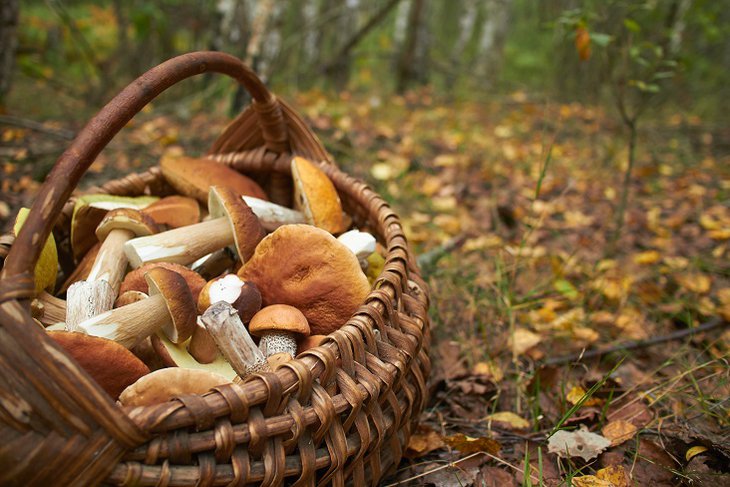 Минприроды опровергло информацию об ужесточении правил сбора грибов и березового сока