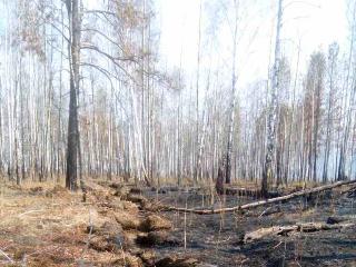 Возникший по вине жителей лесной пожар потушен в 3 км от Бодайбо