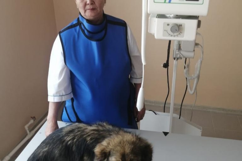 Цифровой рентген-аппарат приобрели для Тулунской станции по борьбе с болезнями животных