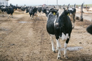 В Иркутской области проведут около 300 тысяч исследований на лейкоз крупного рогатого скота