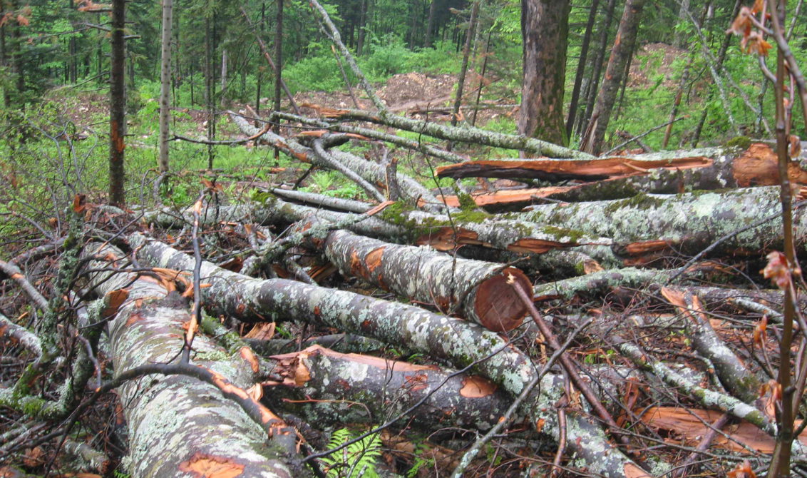 В Чуне будут судить лесорубов, наворовавших леса на 6 миллионов рублей