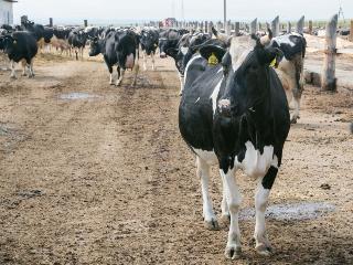 В Иркутской области проведут около 300 тысяч исследований на лейкоз крупного рогатого скота