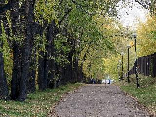 В этом году в Иркутске высадят более полутора тысяч деревьев