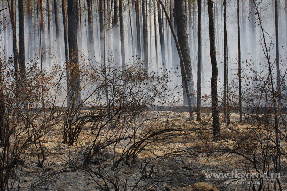 Особый противопожарный режим действует на всей территории Иркутской области с сегодняшнего дня