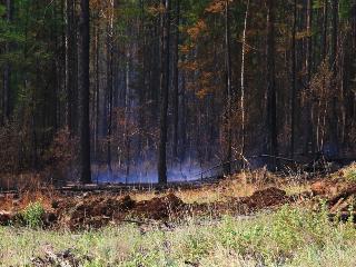 Два лесных пожара были обнаружены и ликвидированы в Иркутской области за сутки