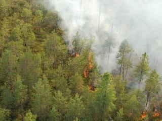 Основная площадь лесных пожаров сейчас приходится на Красноярский край, Якутию и Иркутскую область