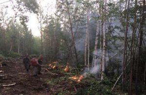 Минприроды России заявило, что Иркутская область занижает площади лесных пожаров