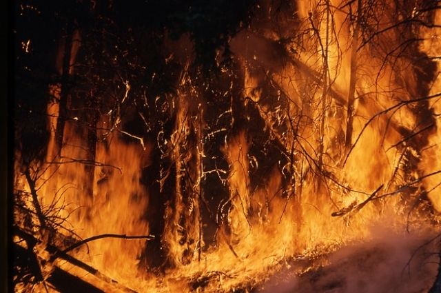 В Минприроды заявили о занижении статистики лесных пожаров в Приангарье