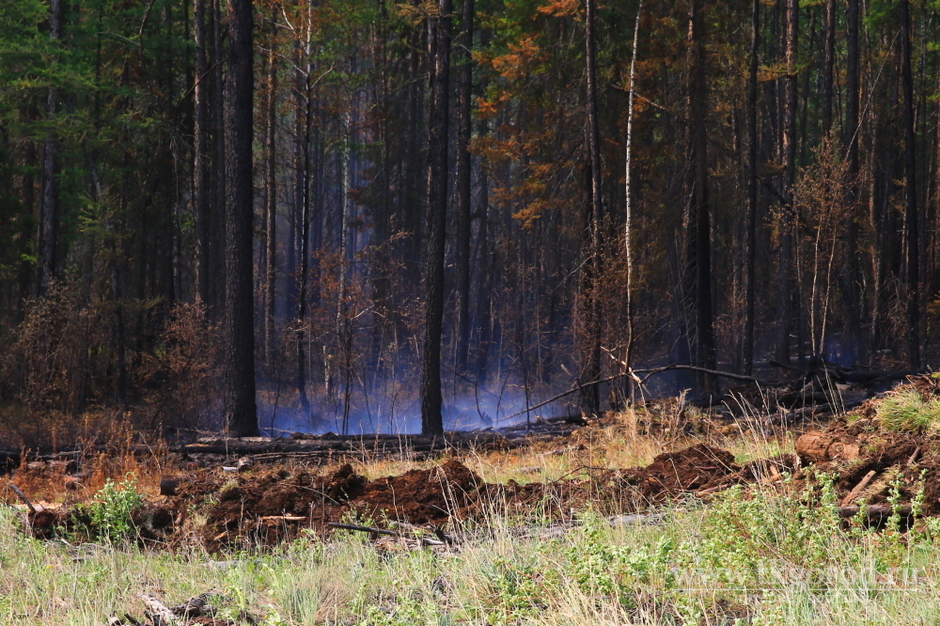 В Усть-Кутском районе отменён режим чрезвычайной ситуации из-за стабилизации лесопожарной обстановки