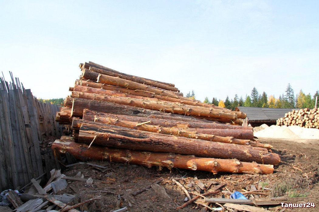 Иркутская область возглавила всероссийский рейтинг по объёмам незаконных рубок леса