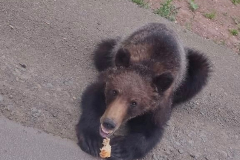 Неравнодушные жители прикормили медведя на трассе под Братском