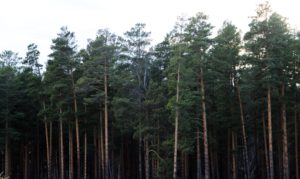 Иркутская область возглавила антирейтинг по незаконным рубкам леса в России