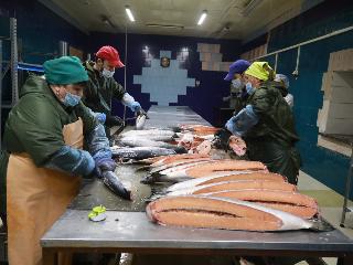В Ангарске в рамках нацпроекта открыли цех по производству рыбной продукции