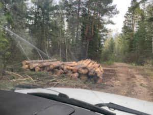 Группа черных лесорубов уничтожила леса на 3,3 млн рублей в Чунском районе Приангарья