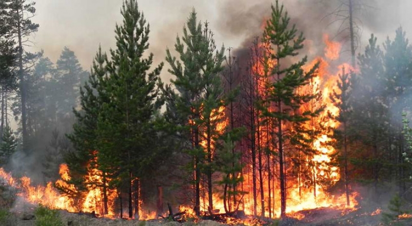 Иркутская область в разы обошла остальные регионы страны по площади лесных пожаров