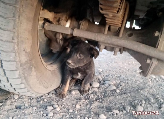 Тайшетские спасатели вызволили провалившегося в колодец щенка