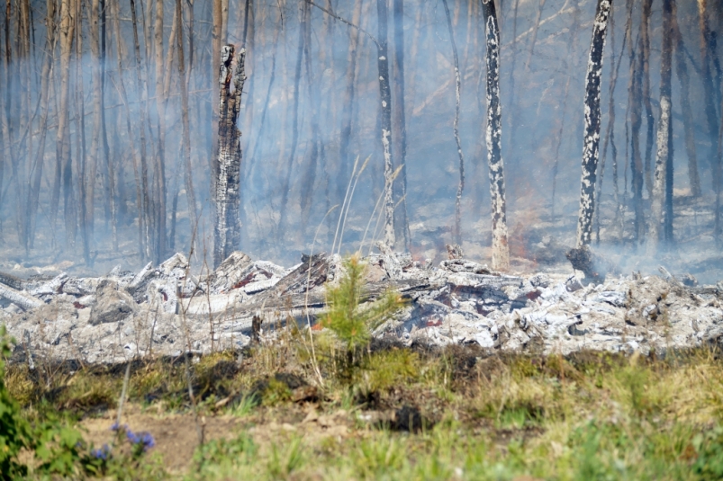 Кузьма Алдаров: Лесопожарная обстановка в Приангарье контролируется в режиме нон-стоп