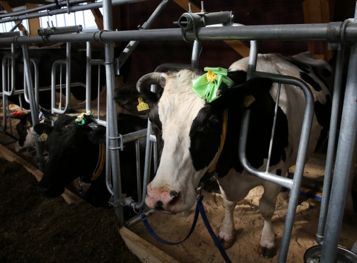Производство молока на ферме в Приангарье возросло на 38,8% благодаря нацпроекту