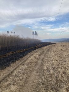 Суд назначил 200 часов работ виновнику гибели 24 га леса из-за пожара в Иркутском районе