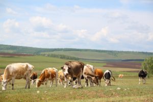 Более 55 миллионов рублей направят на поддержку сельхозпроизводителей Приангарья