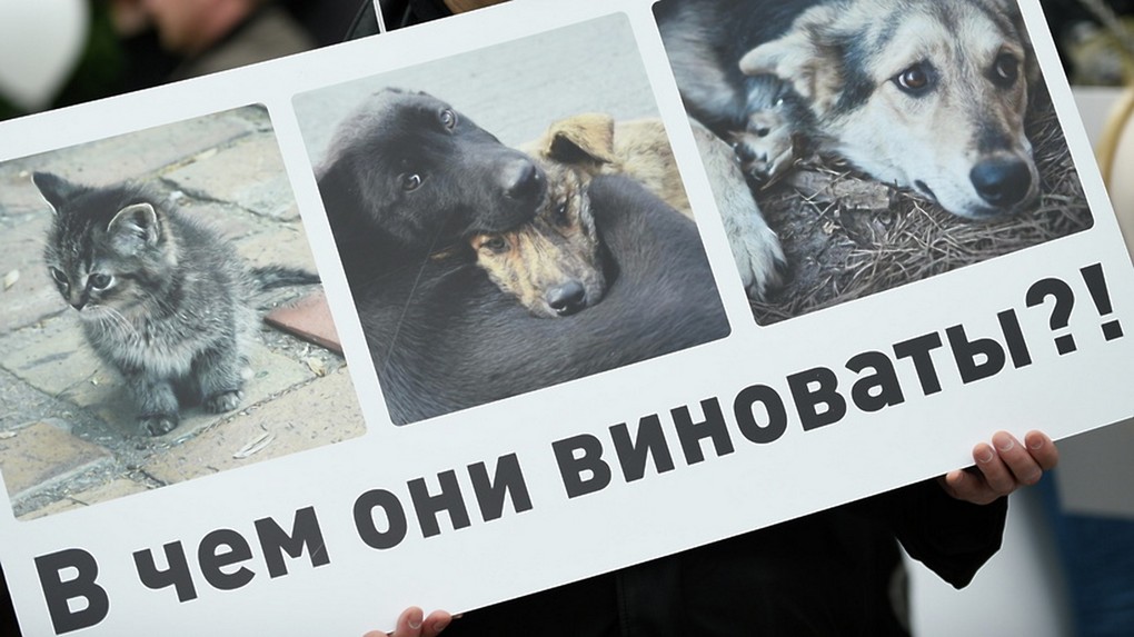 В России начали массово блокировать интернет-сообщества зоозащитников