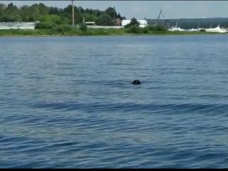 В Иркутске сняли на видео нерпу, плавающую в Ангаре в районе ледокола