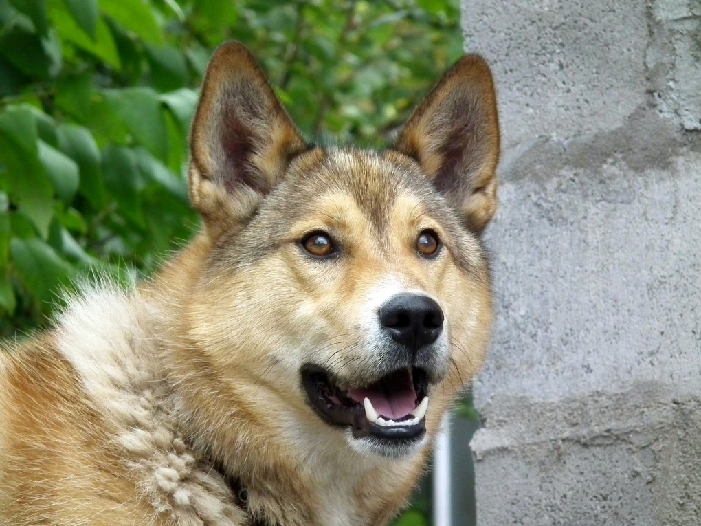 В Красноярске чипированные собаки чуть не разорвали пенсионера, мужчина – в реанимации