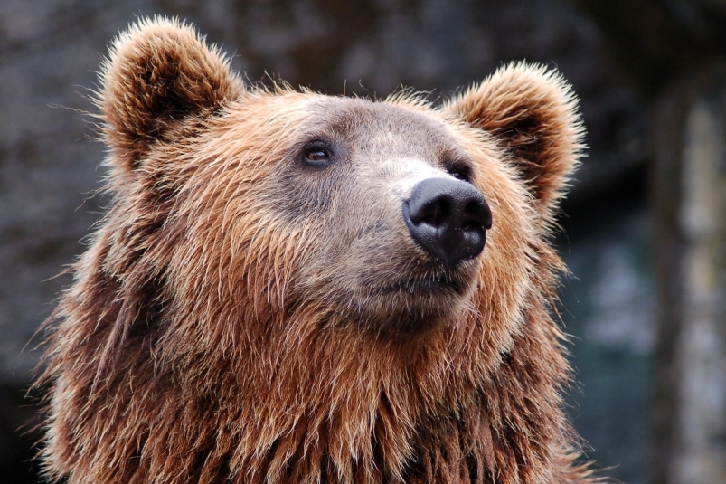 Медведь разгуливал по жилому району в Братске