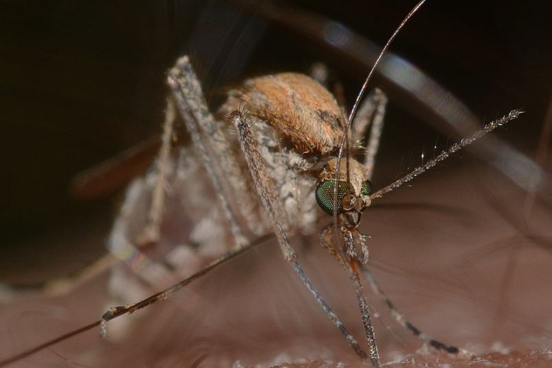 Комары-мутанты оккупировали российский регион – спасу от них нет