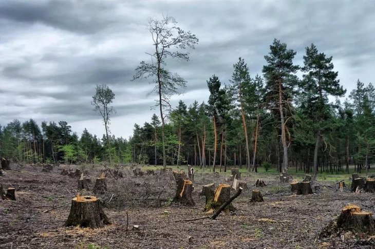 Жители Качугского района незаконно вырубили лес на 1,6 миллиона рублей