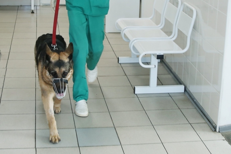 Ветеринарный госпиталь открыли в питомнике "К-9" в Иркутске после пожара