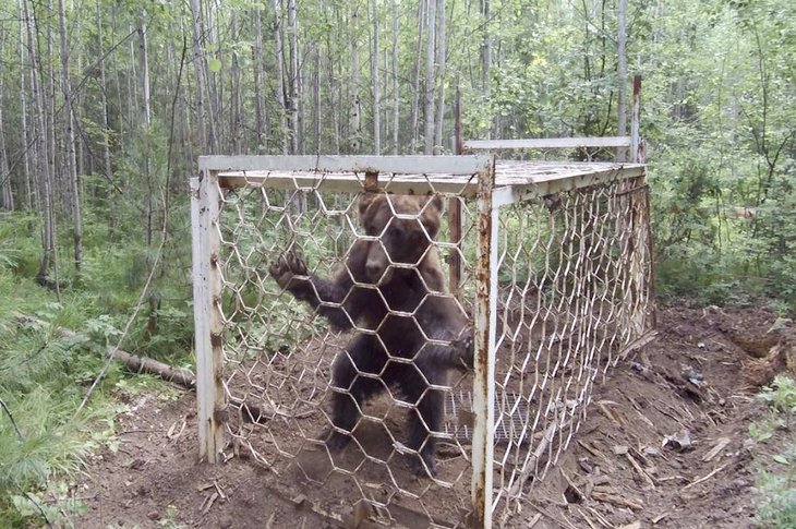 В Усть-Илимском районе выпустили на волю медведя, пойманного в ловушку на незаконной охоте