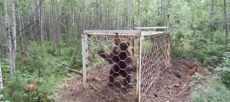 Истощенного медведя, пойманного в клетку, выпустили на волю в Усть-Илимском районе