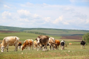 В Иркутской области планируется увеличить объём заготовки кормов для сельскохозяйственных животных