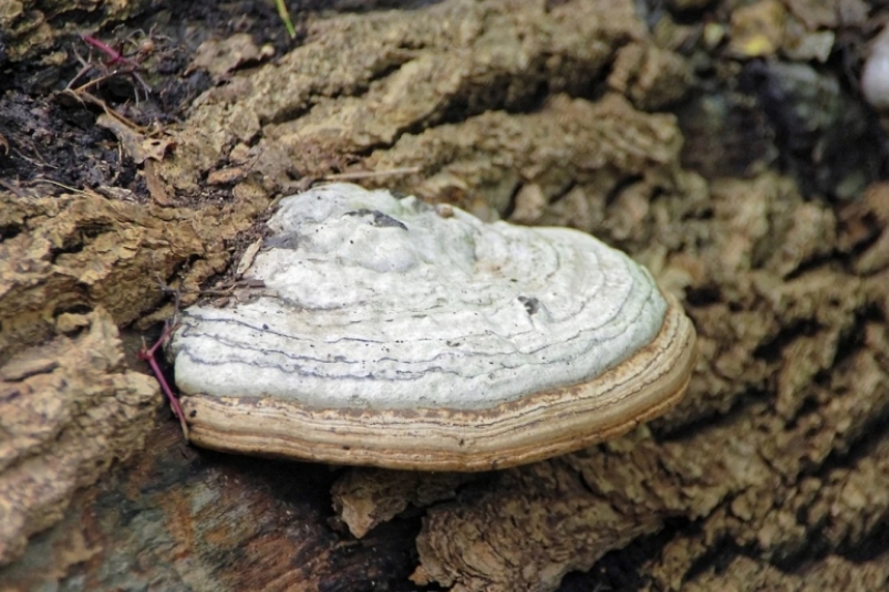 Про полынь забыли, переходим на гриб – еще одно средство нашли ученые для борьбы с COVID