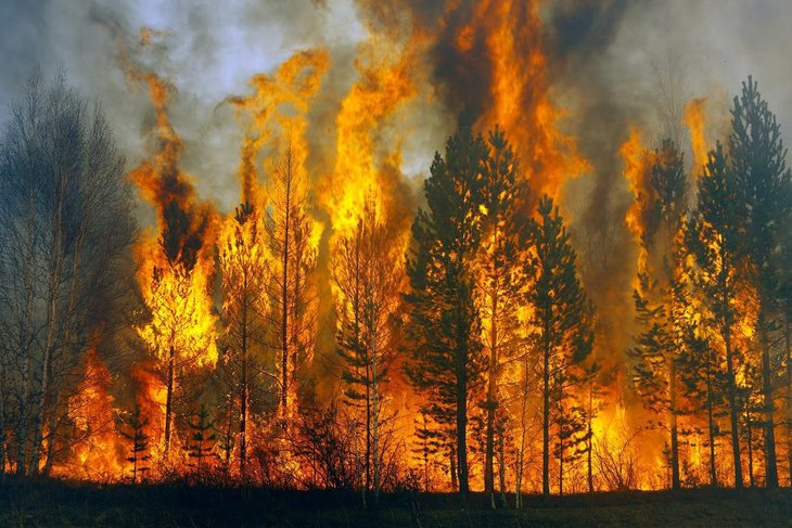 В Братске полтора года условно присудили поджигателю леса с ущербом от пожара на 2,7 миллиона рублей