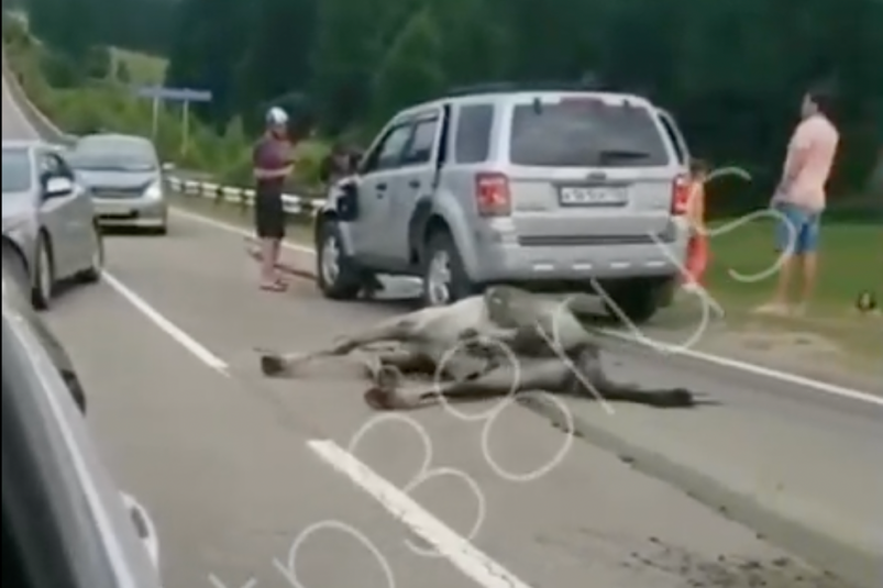 Иномарка сбила насмерть лошадь на трассе в Иркутской области