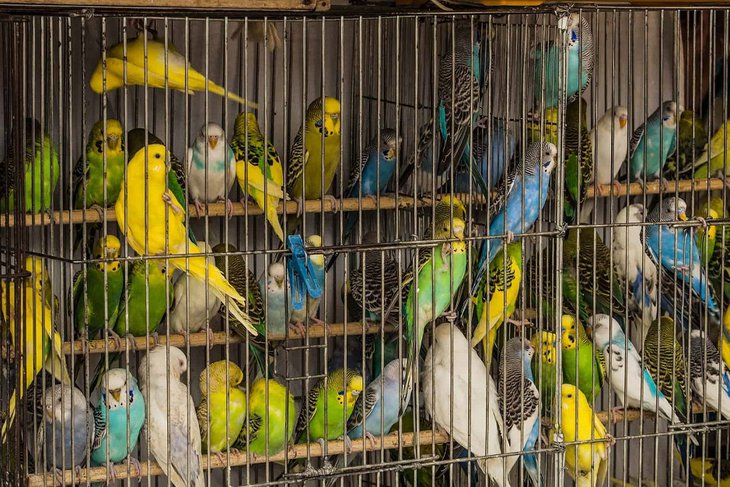 В Госдуму внесли законопроект о запрете продажи животных в зоомагазинах и на птичьих рынках