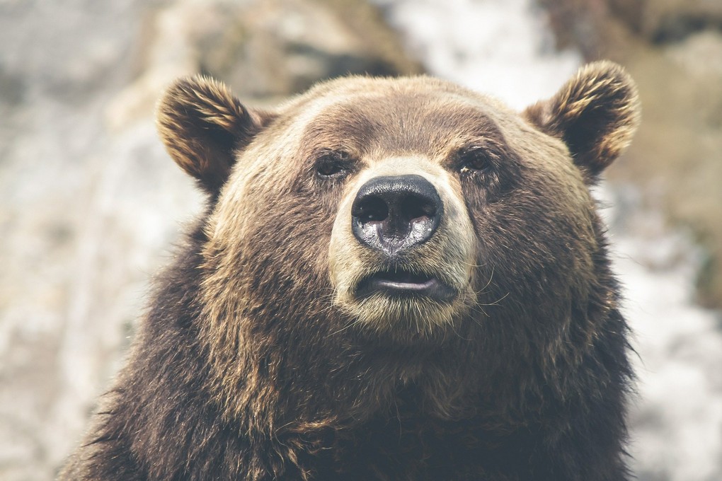 В Красноярском крае медведь задрал туриста из Москвы