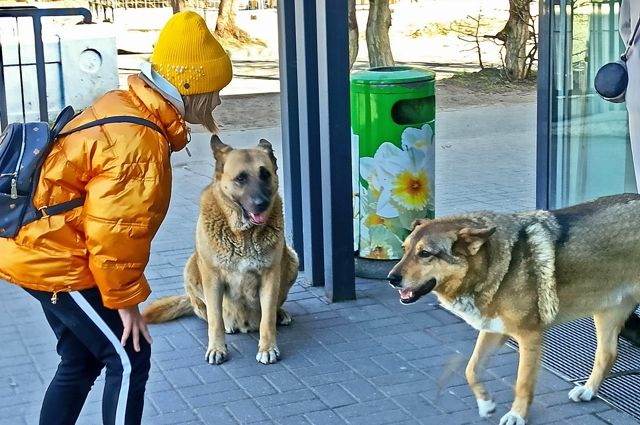 В Иркутске подрядчик мошенничал с отловом бездомных собак