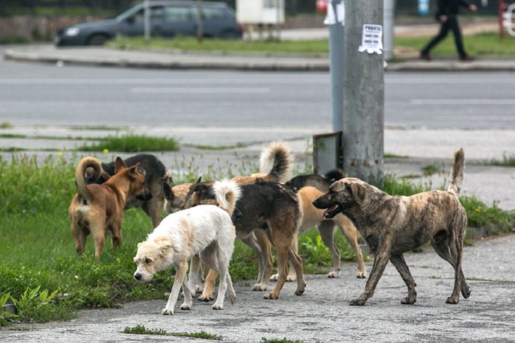 В Иркутске предприниматель получил деньги за невыполненный контракт по отлову безнадзорных собак