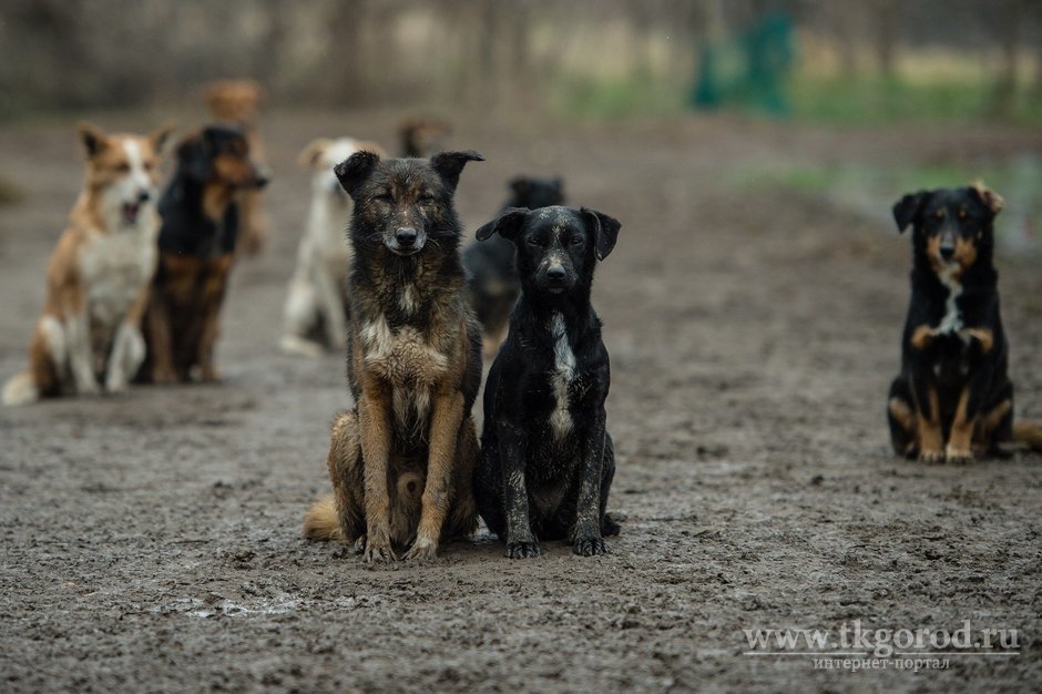 Уголовное дело возбуждено по факту покушения на мошенничество при отлове безнадзорных собак в Иркутске