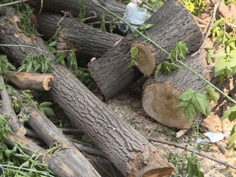Около 20 деревьев незаконно срубили во дворе дома в Иркутске <meta itemprop=url content=https://irksib.ru/allnews/75-ekologiya/25548-okolo-20-derevev-nezakonno-srubili-vo-dvore-doma-v-irkutske />