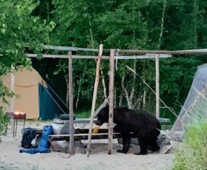 Медведь съел припасы туристов на Баргузинском заливе Байкала в Бурятии